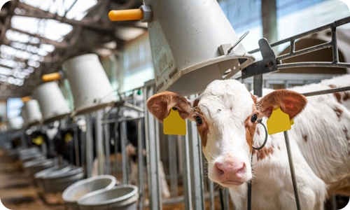 Farm livestock